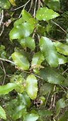 Pterophylla racemosa