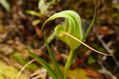 Pterostylis patens