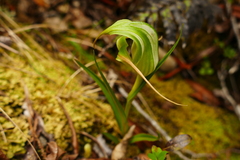 Pterostylis patens
