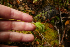 Pterostylis patens