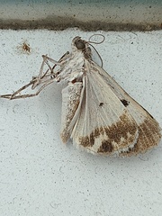 Melipotini