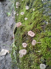 Arrhenia rickenii
