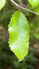 Pterophylla racemosa