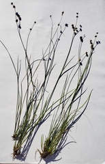 Juncus acuminatus