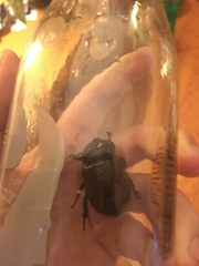 Strategus aloeus