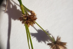 Juncus acuminatus