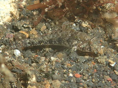 Gnatholepis yoshinoi