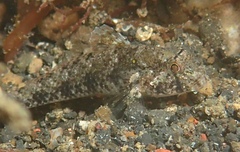 Gnatholepis yoshinoi