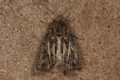 Agrotis gladiaria