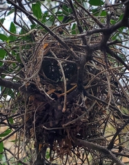 Auriparus flaviceps