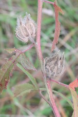 Hibiscus aculeatus