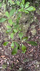 Coprosma foetidissima