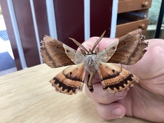 Chelepteryx chalepteryx