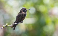 Aglaeactis castelnaudii