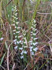 Spiranthes cernua