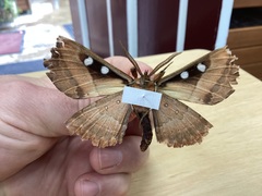 Chelepteryx chalepteryx