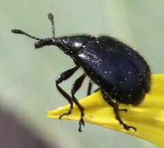 Haplorhynchites aeneus