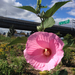 Swamp Rose Mallow - Photo (c) goldentortoisebeetle, some rights reserved (CC BY-NC), uploaded by goldentortoisebeetle