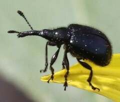 Haplorhynchites aeneus