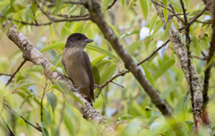 Pachyramphus validus