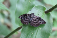 Ebrietas anacreon