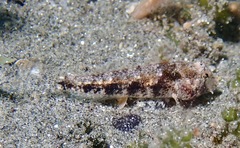Gnatholepis yoshinoi