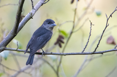 Pachyramphus validus