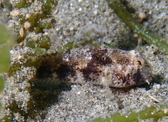 Gnatholepis yoshinoi