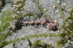 Gnatholepis yoshinoi