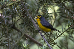 Myioborus melanocephalus