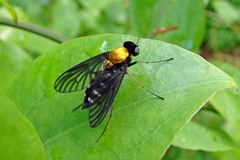 Chrysopilus thoracicus