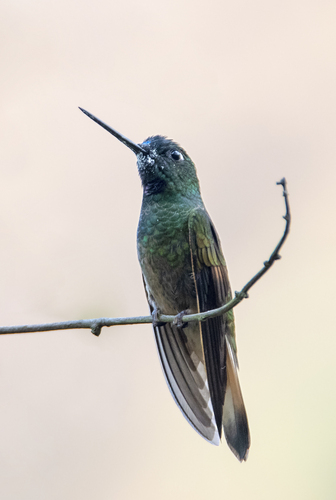 Violet-throated Starfrontlet (Apurimac)