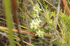 Oligarrhena micrantha