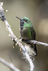 Metallura tyrianthina