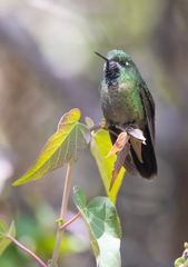 Metallura tyrianthina