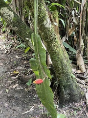 Heliconia episcopalis