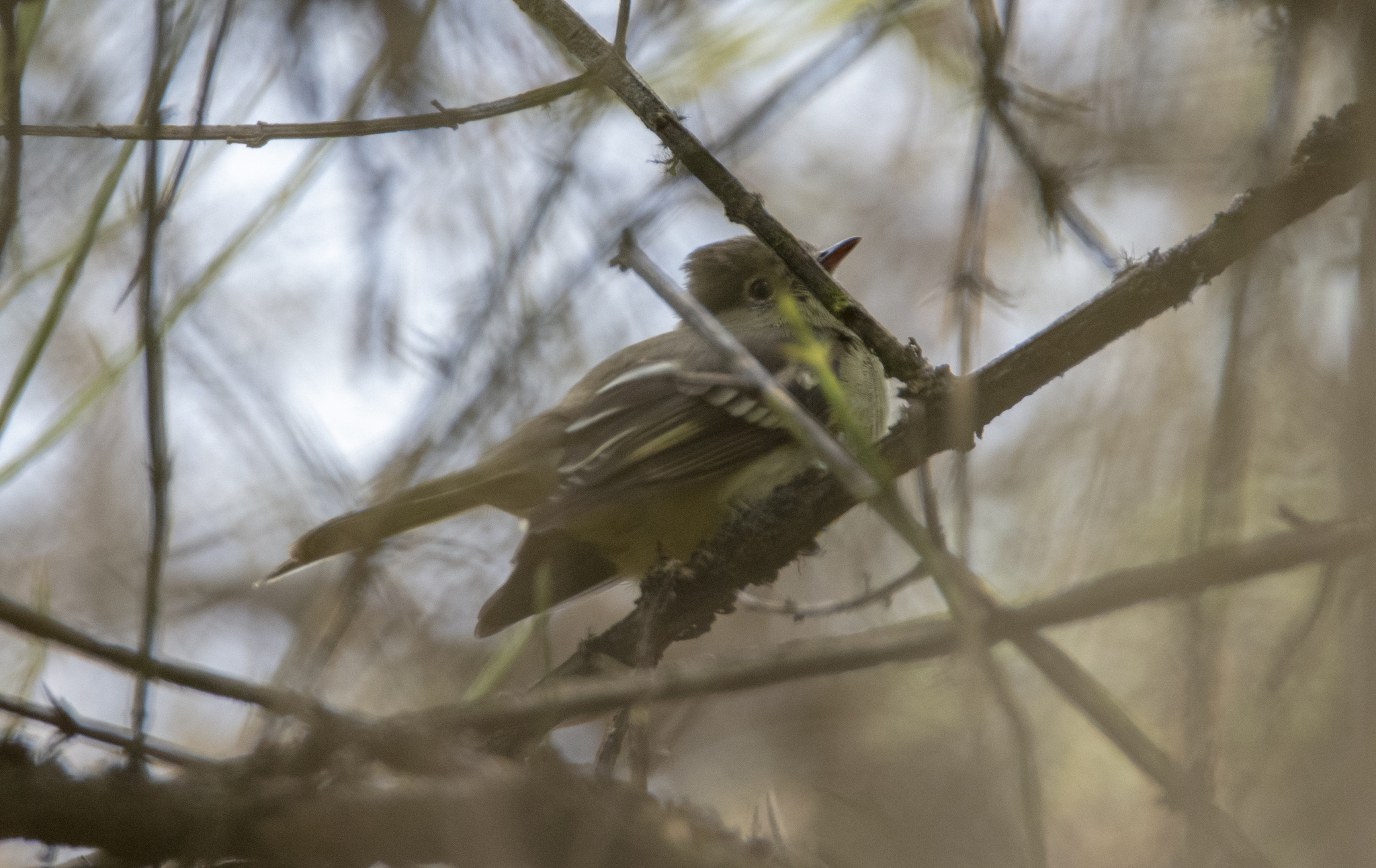 Sierran Elaenia (Elaenia pallatangae), photo 7