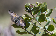 Metardaris cosinga
