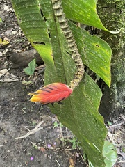 Heliconia episcopalis