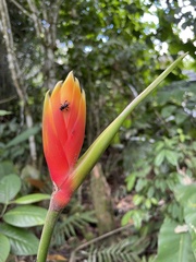 Heliconia episcopalis