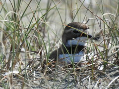 Charadrius bicinctus