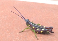 Syntomacris guttulosa