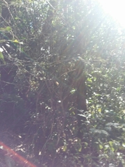 Dichrostachys tenuifolia