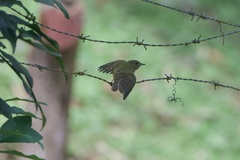 Mionectes oleagineus