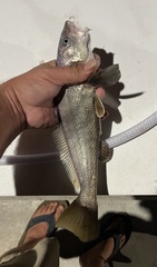 Menticirrhus americanus