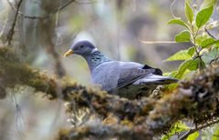 Patagioenas fasciata