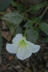 Oenothera centaurifolia