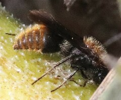 Pseudomethoca propinqua