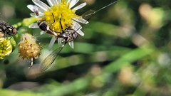 Dioprosopa clavata
