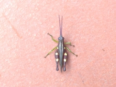 Syntomacris guttulosa